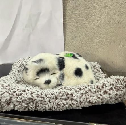 Adorable Puppy Dashboard Showpiece for Car Interior Décor | Cute Car Dashboard Toy - Image 2